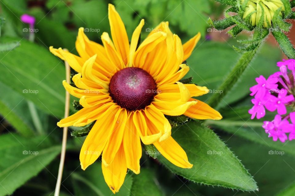 Yellow flower