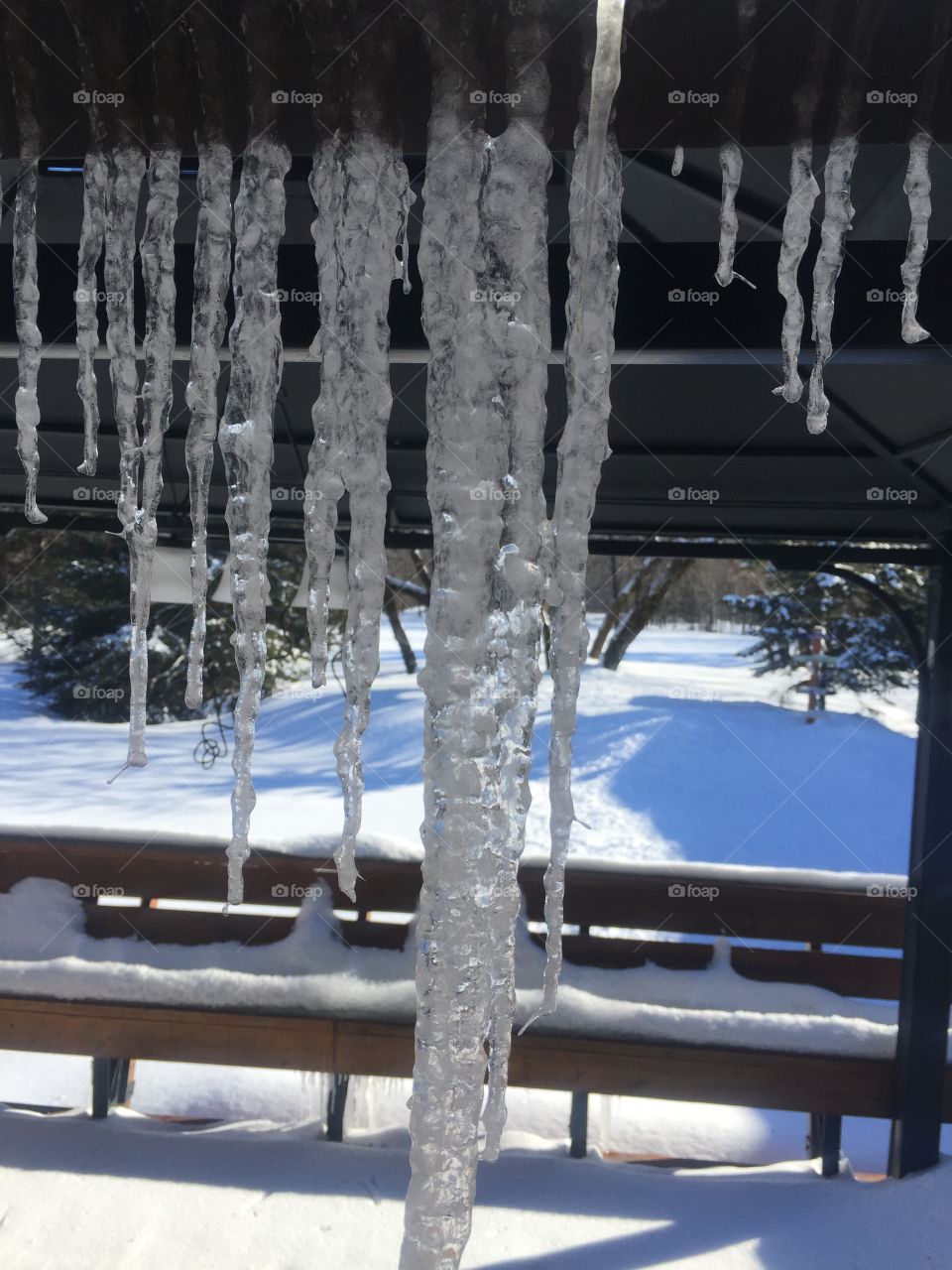 Ice sickles in the snow