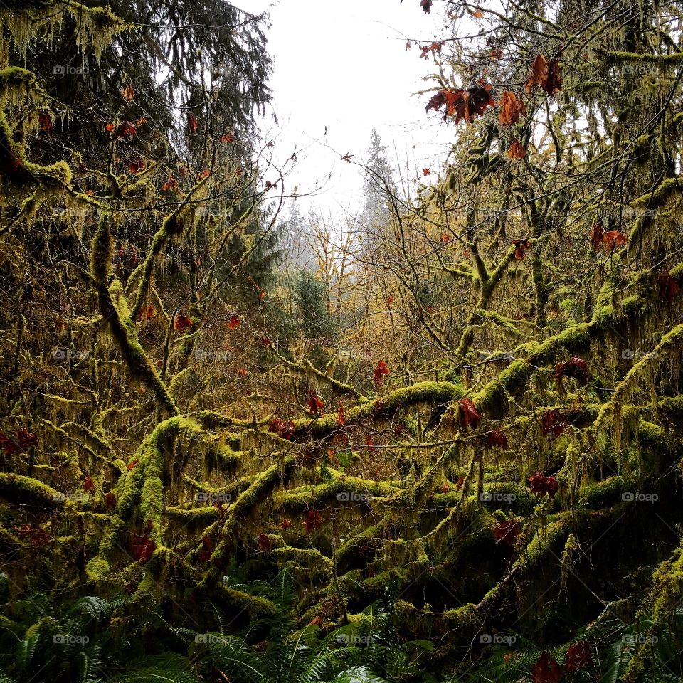 Hoh rainforest 