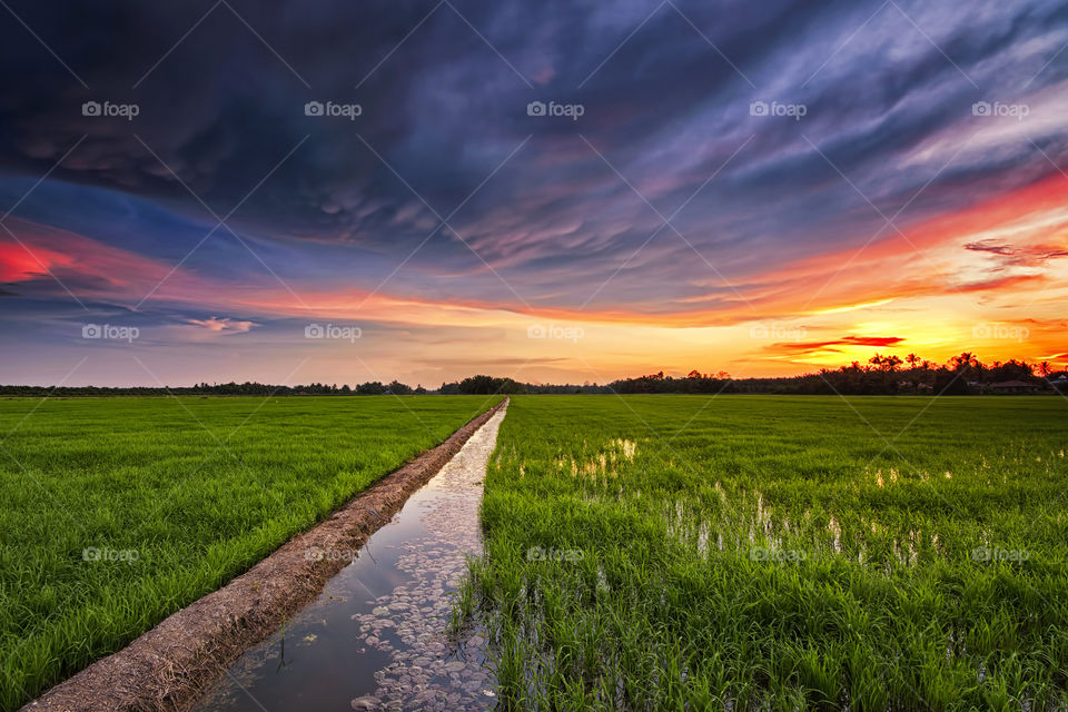 Beautiful green paddy field at sunset