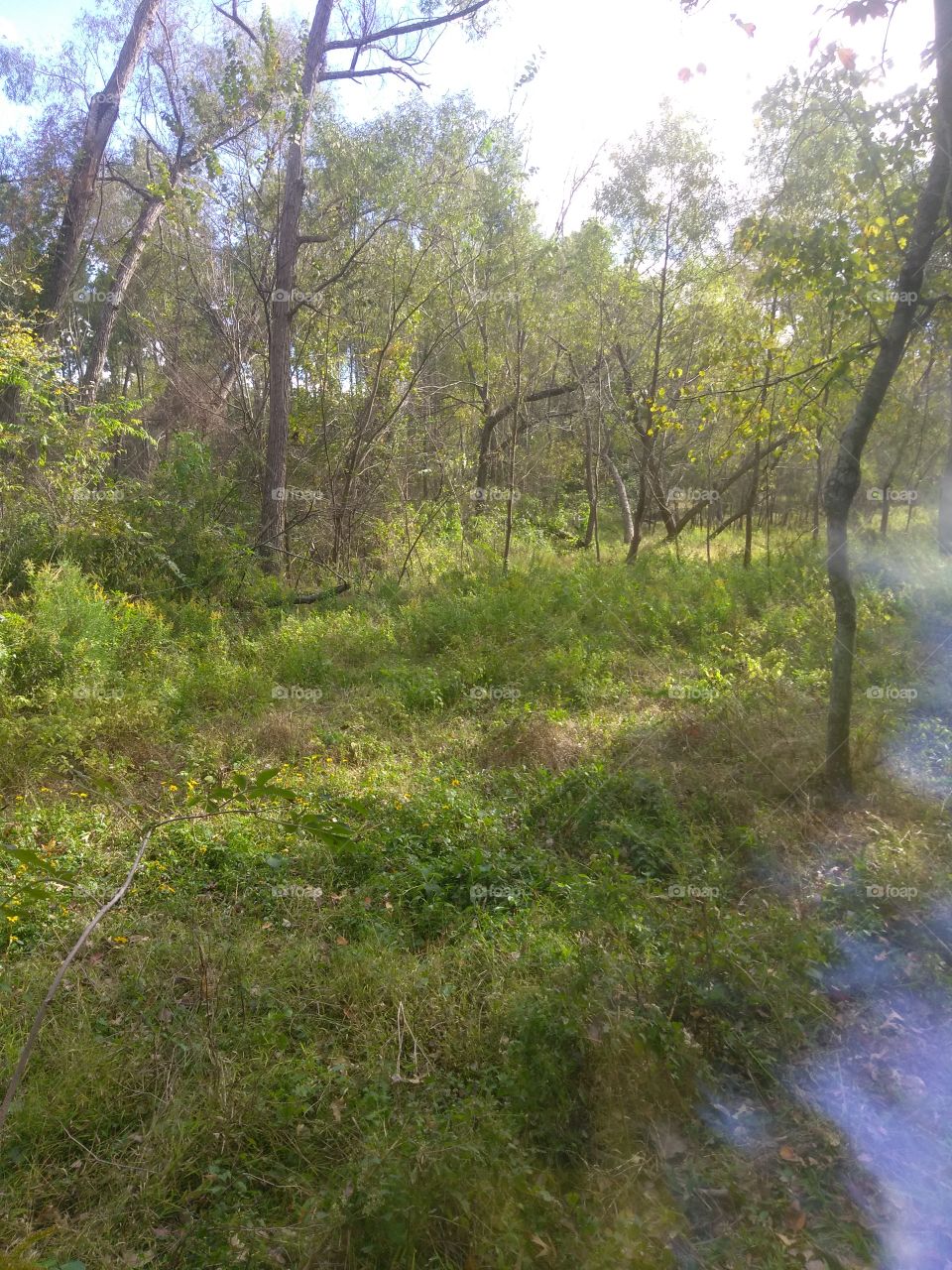 Wood, Landscape, Tree, Nature, Environment