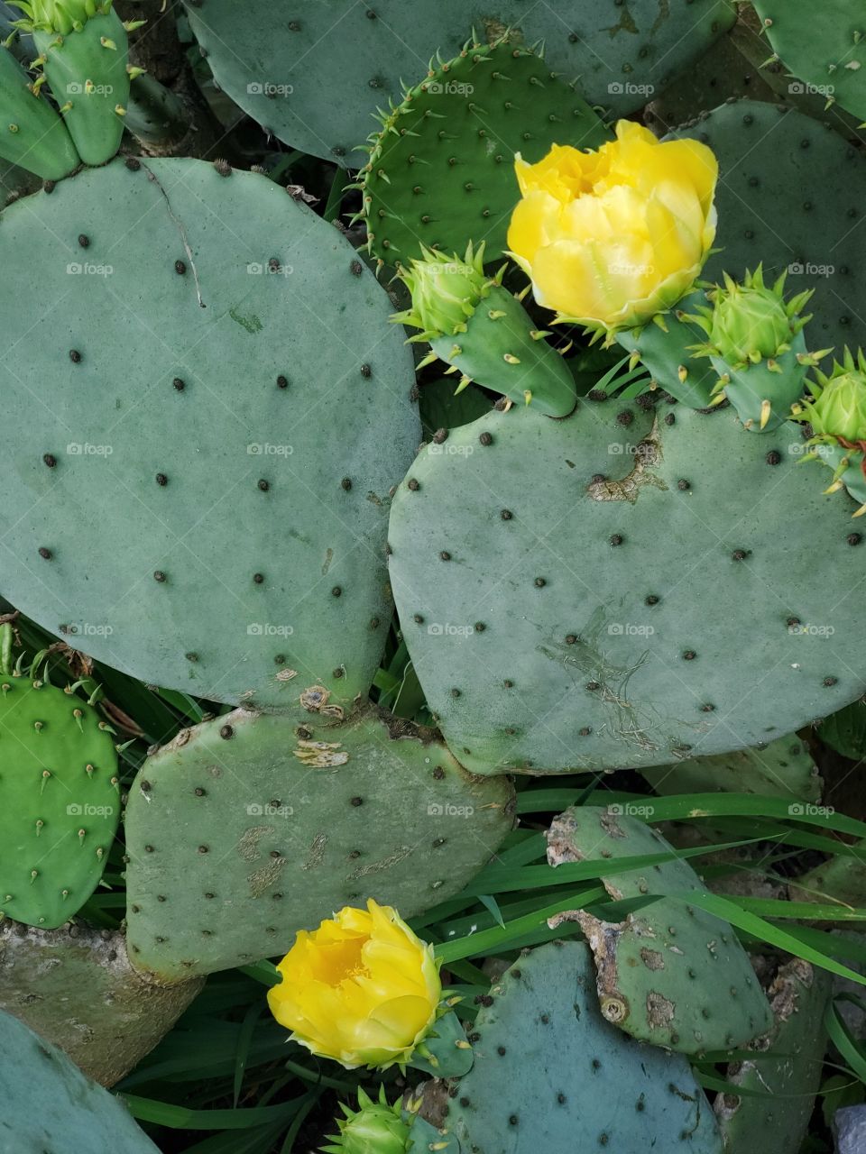 cactus yellow bloom