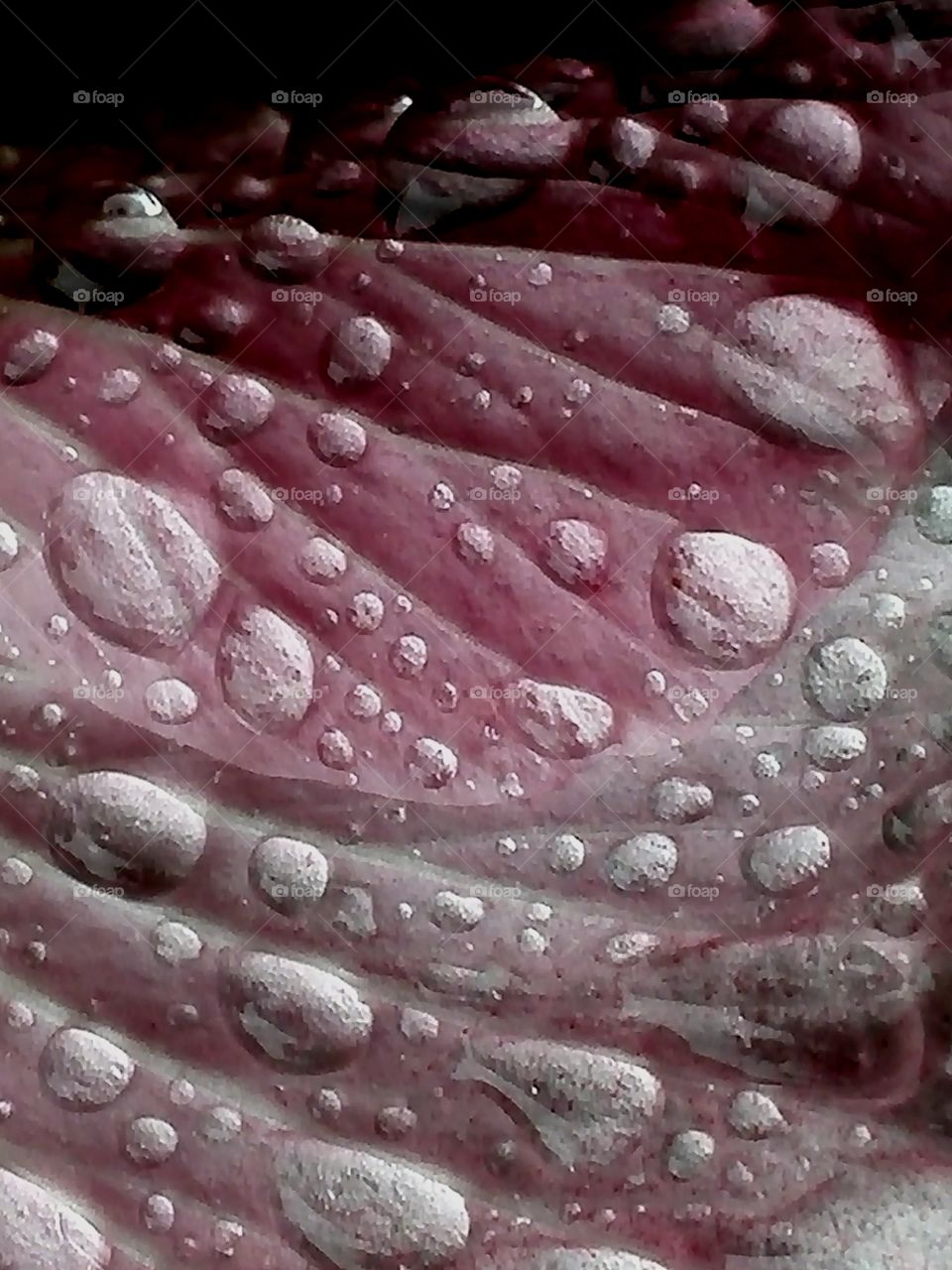 Waterdrops on cotton rose petals