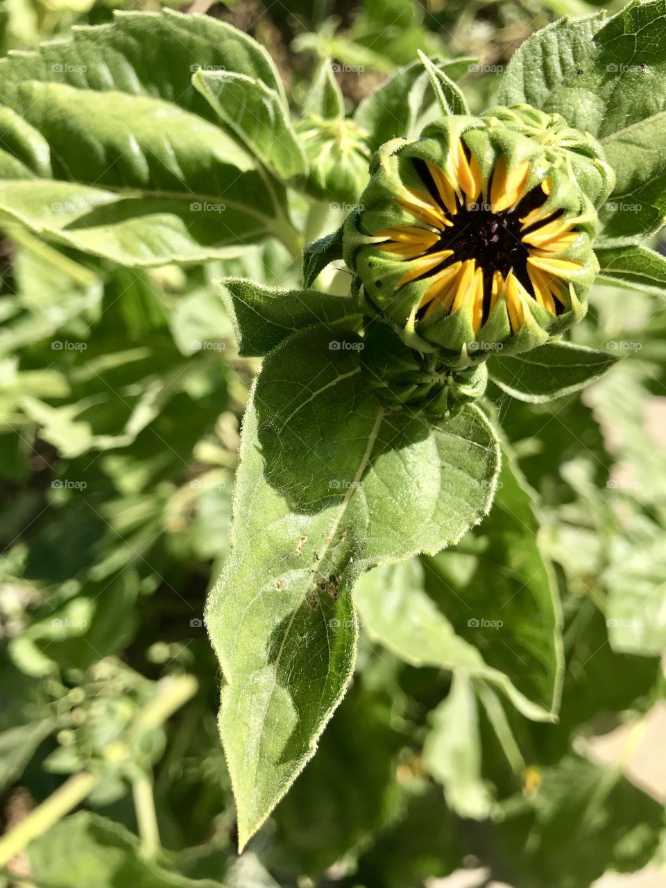 Sunflower Bud under the perfect day 