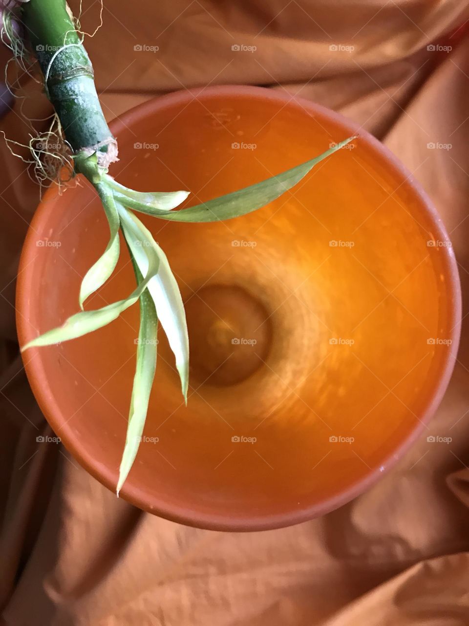 A bamboo plant, falling in love with a mirage. Not every sphere is the Sun.