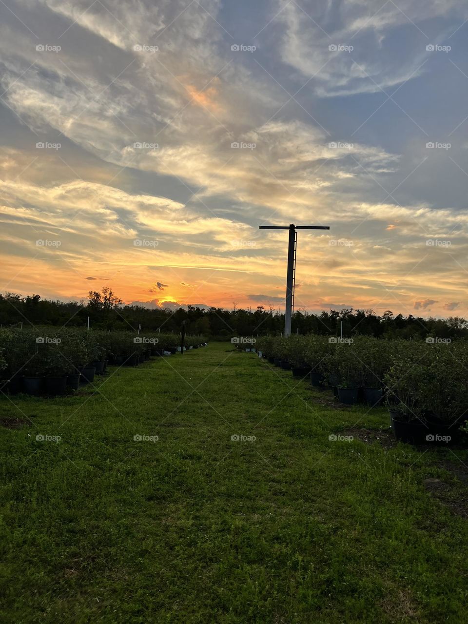Florida farming blueberries
