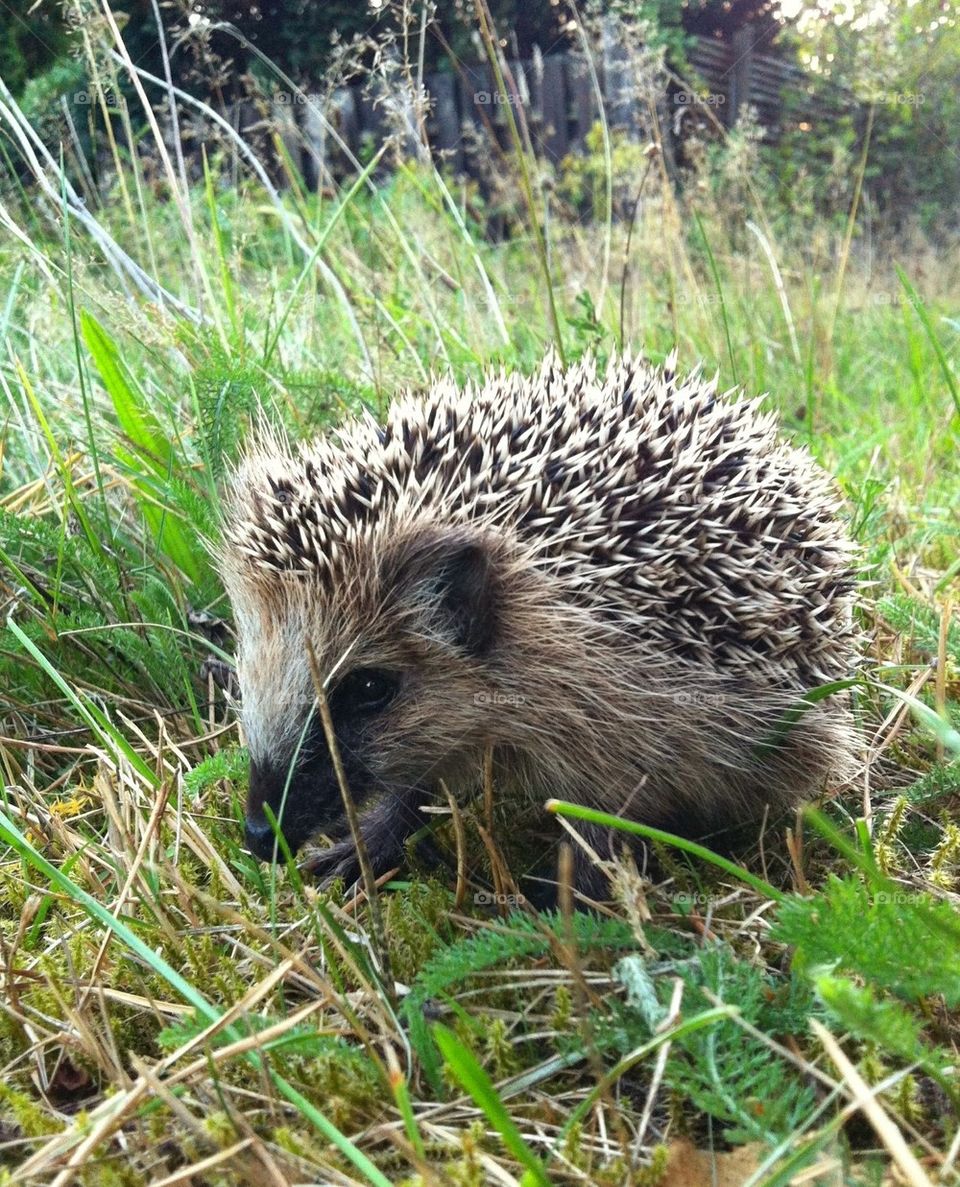 Hedgehog