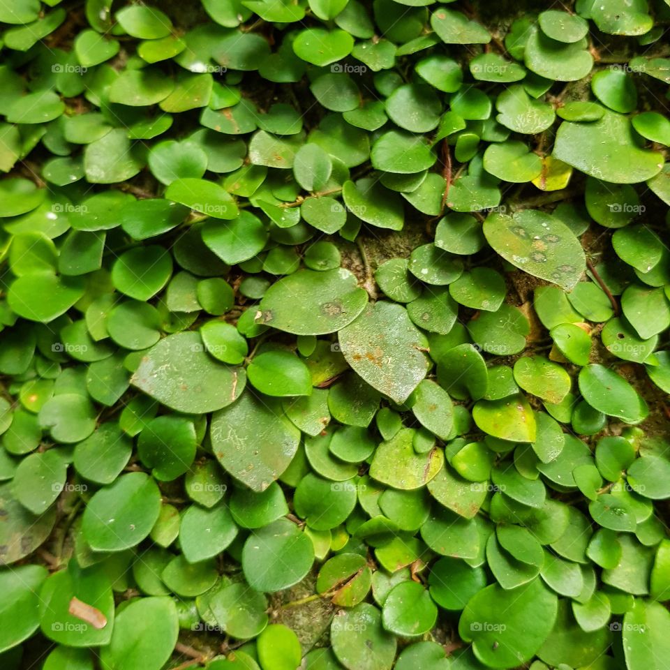 Green fern in forest