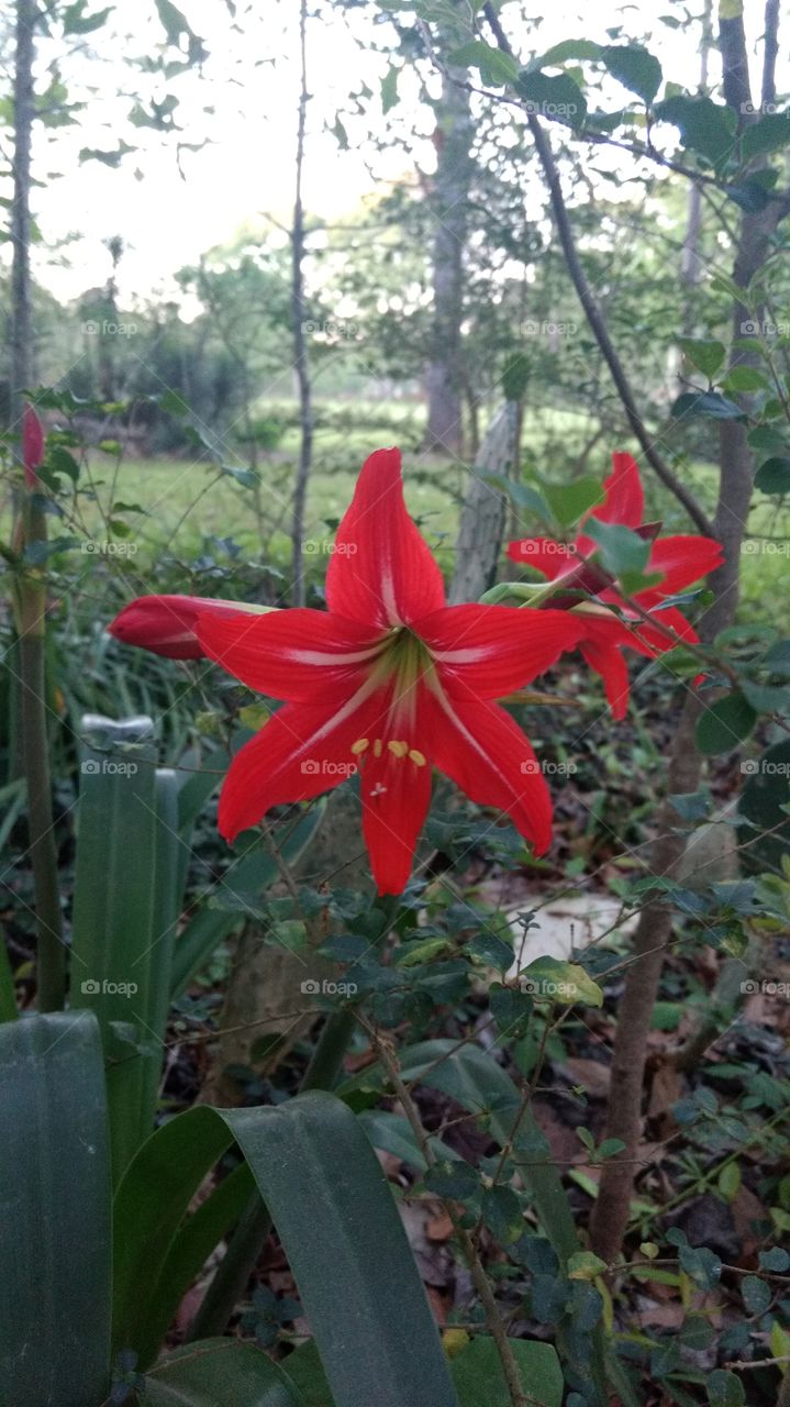 very Red Lilly 2