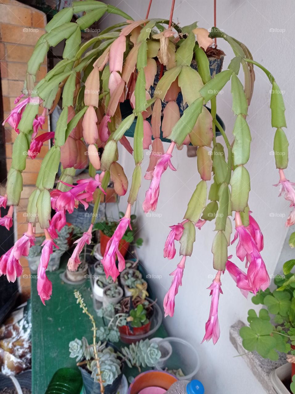 spectacular false Christmas cactus / espectacular Flor de Mayo