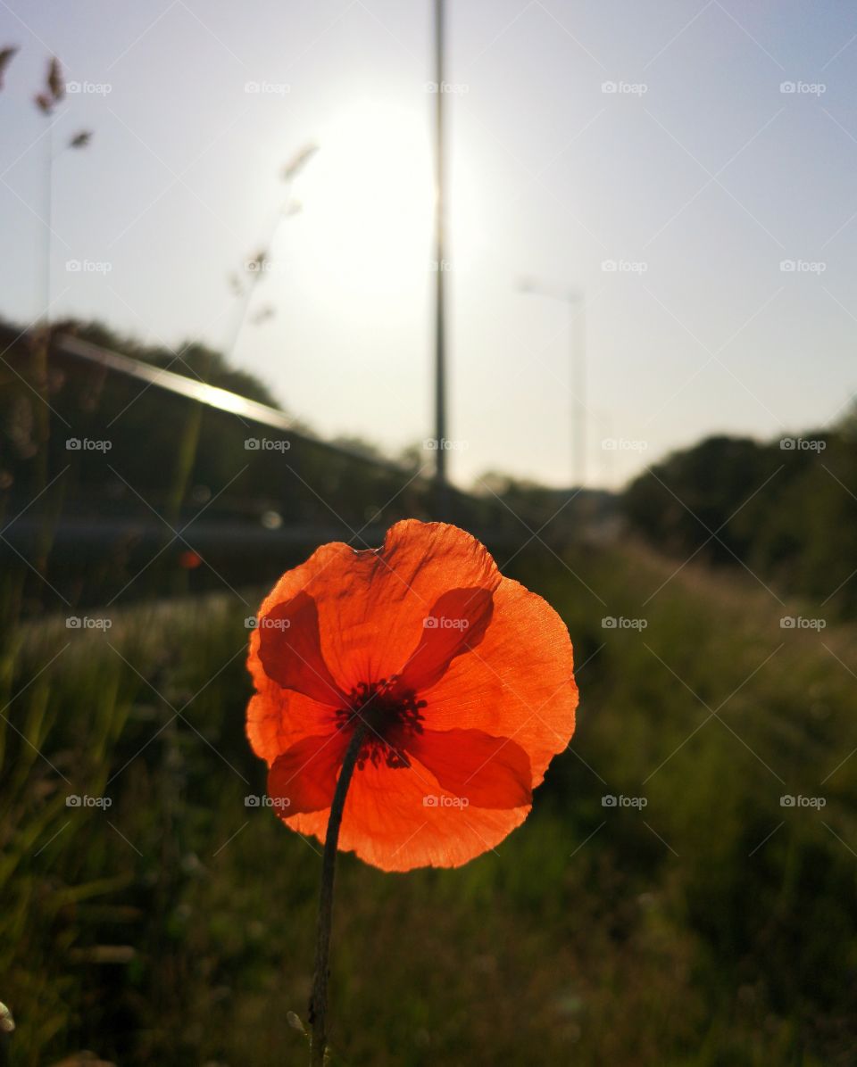 Red poppy in the city