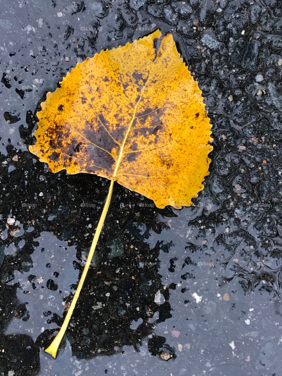 Fallen Leaf 2, Rainy Day