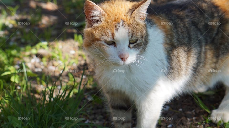 Fluffy cats 