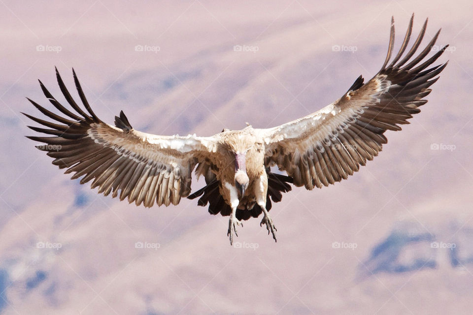 flying bird cape wings by mike007