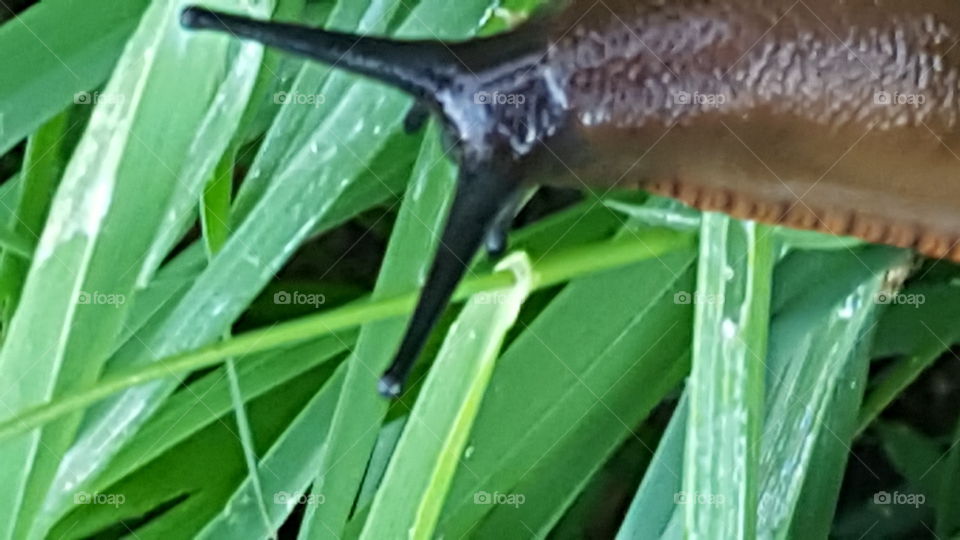 slug in grass