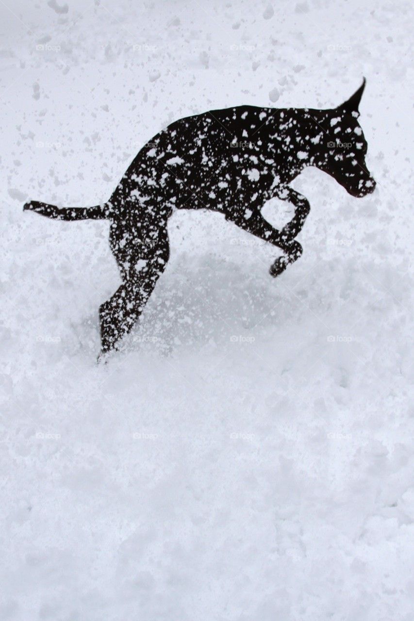 Snowdog Silhouette
