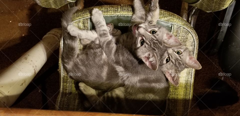 Cute twin kittens