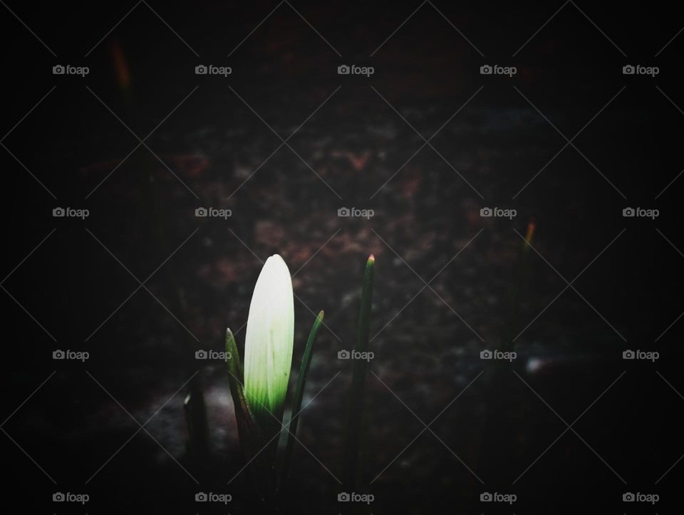 white flower picture flower flower picture