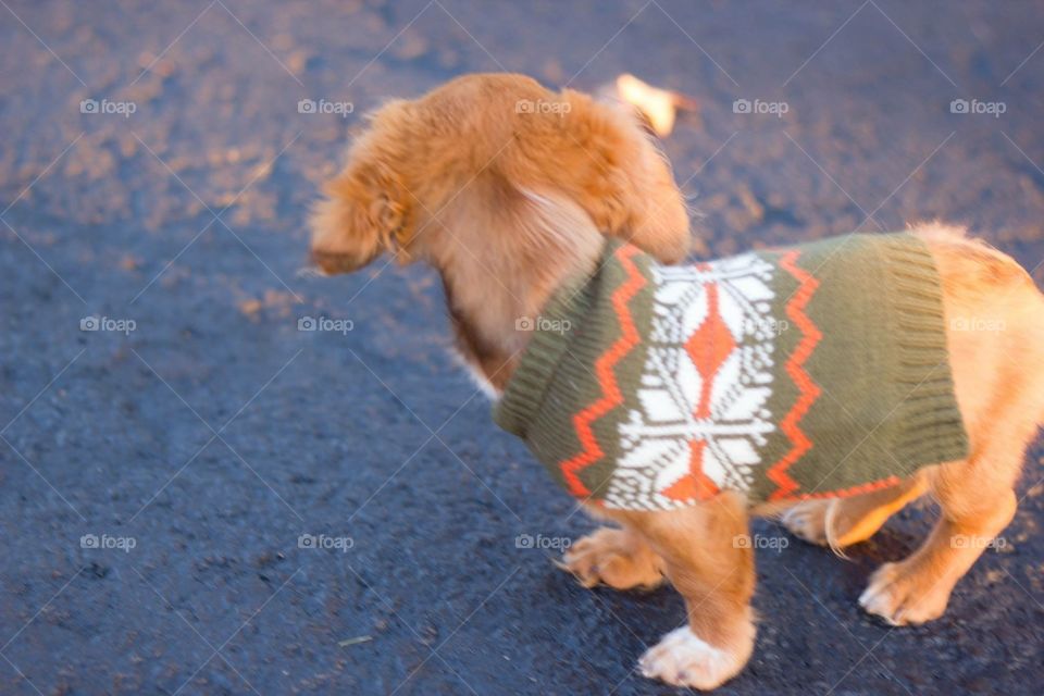 Little dachshund in fall sweater