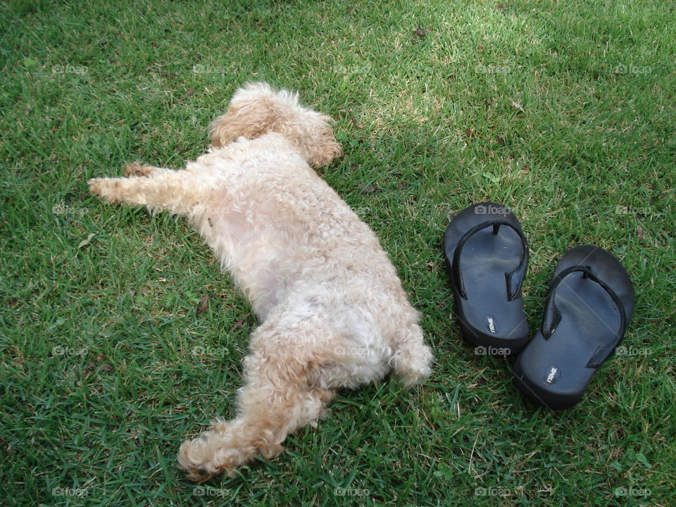 Poodle laying on grass near flipflops