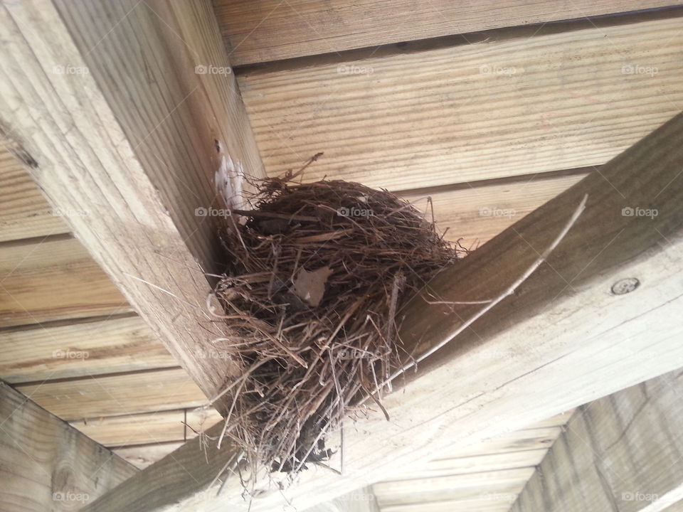 Springtime Construction. The wonder how birds build this sturdy home unbeknownst from us. and away from predators