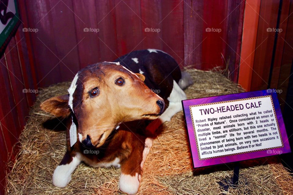 Waxwork of two headed calf taken at Ripley’s Believe It or Not Museum in San Antonio, TX