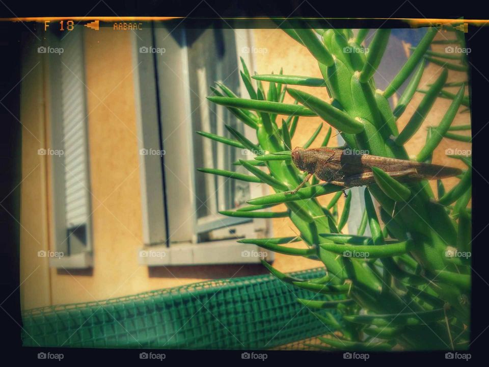 locust on the cactus