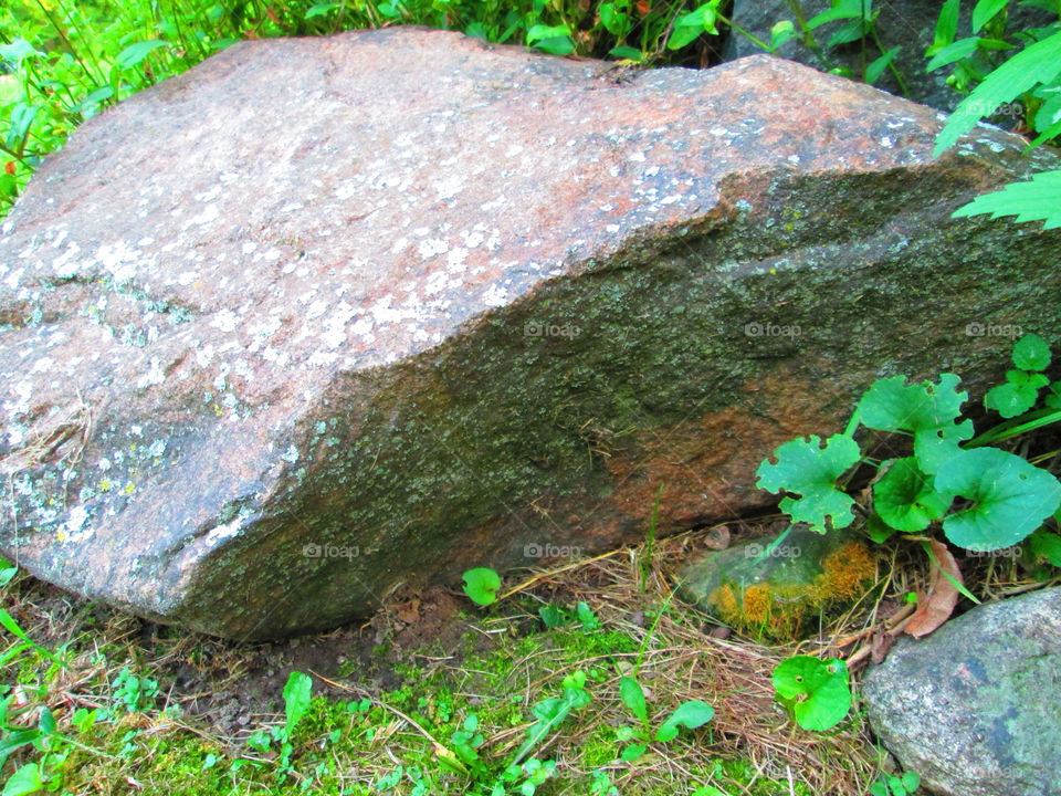 nature outdoors summer leaves by ashley77