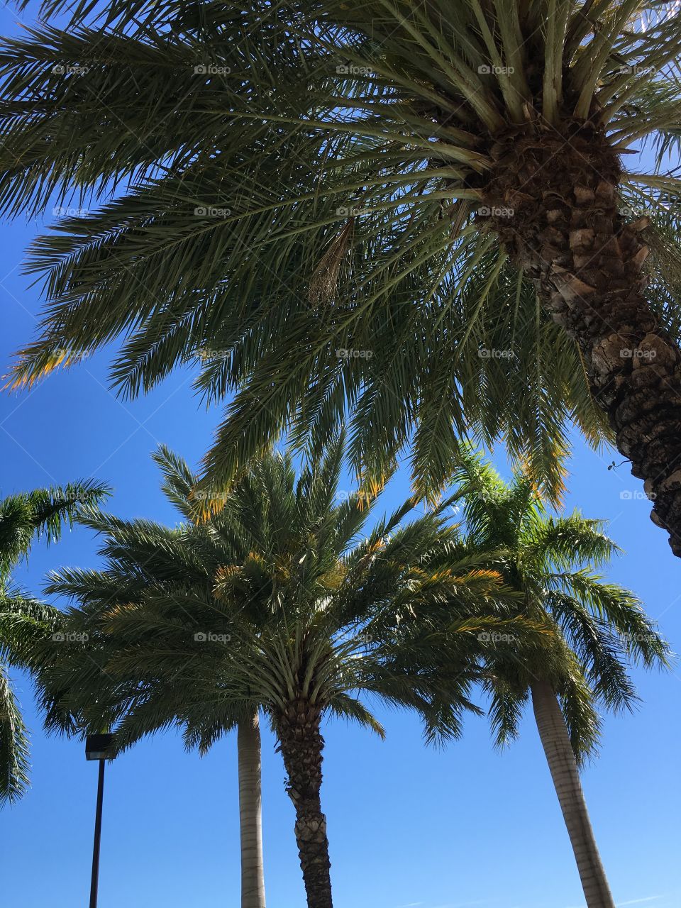 Palm Paradise!