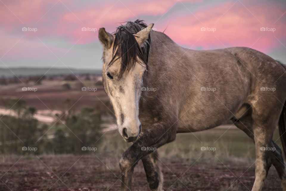 Mighty Mustang Pecos 