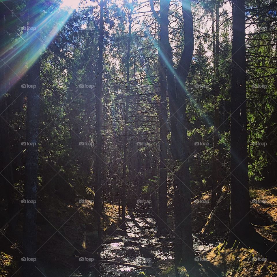 Trail running in Sweden today 