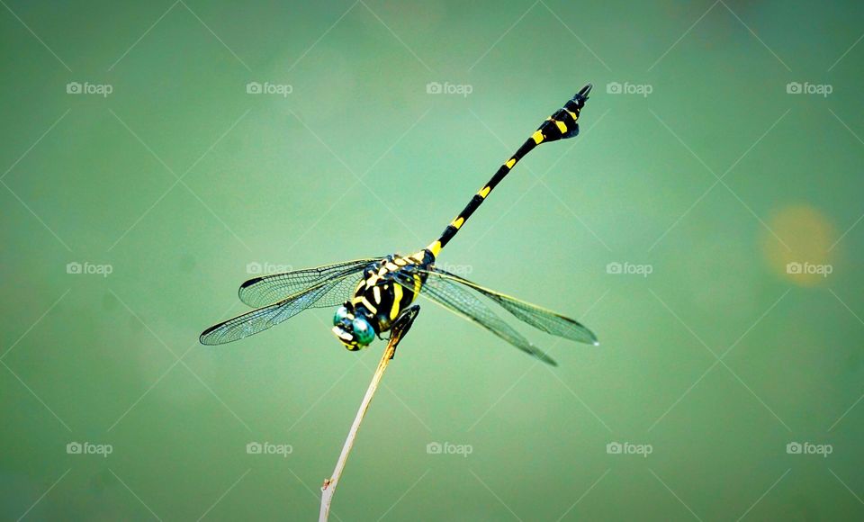 Dragon fly on green background 