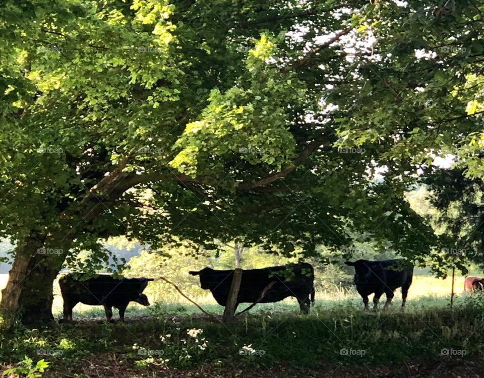Local cows enjoying the shade on a warm, sunny, spring day.