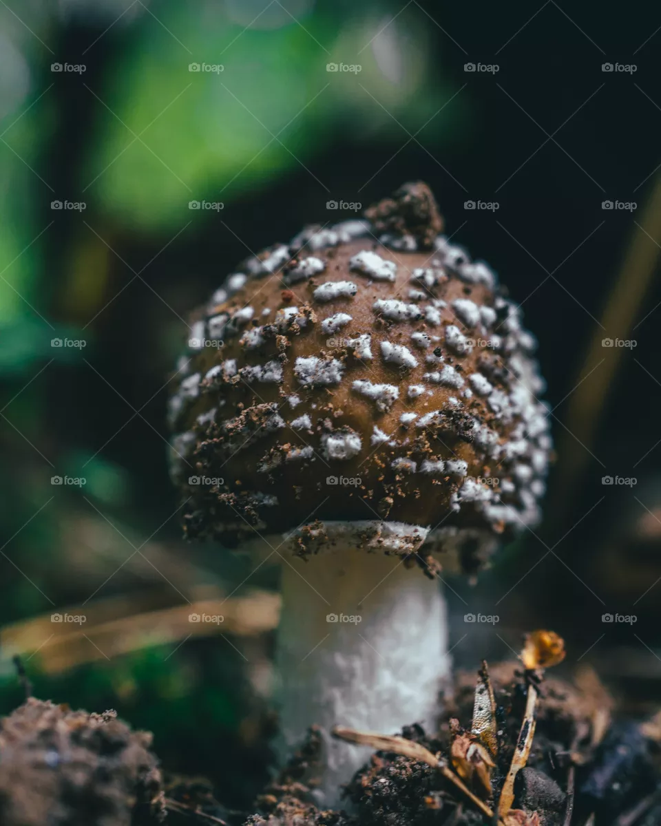 Brown mushroom