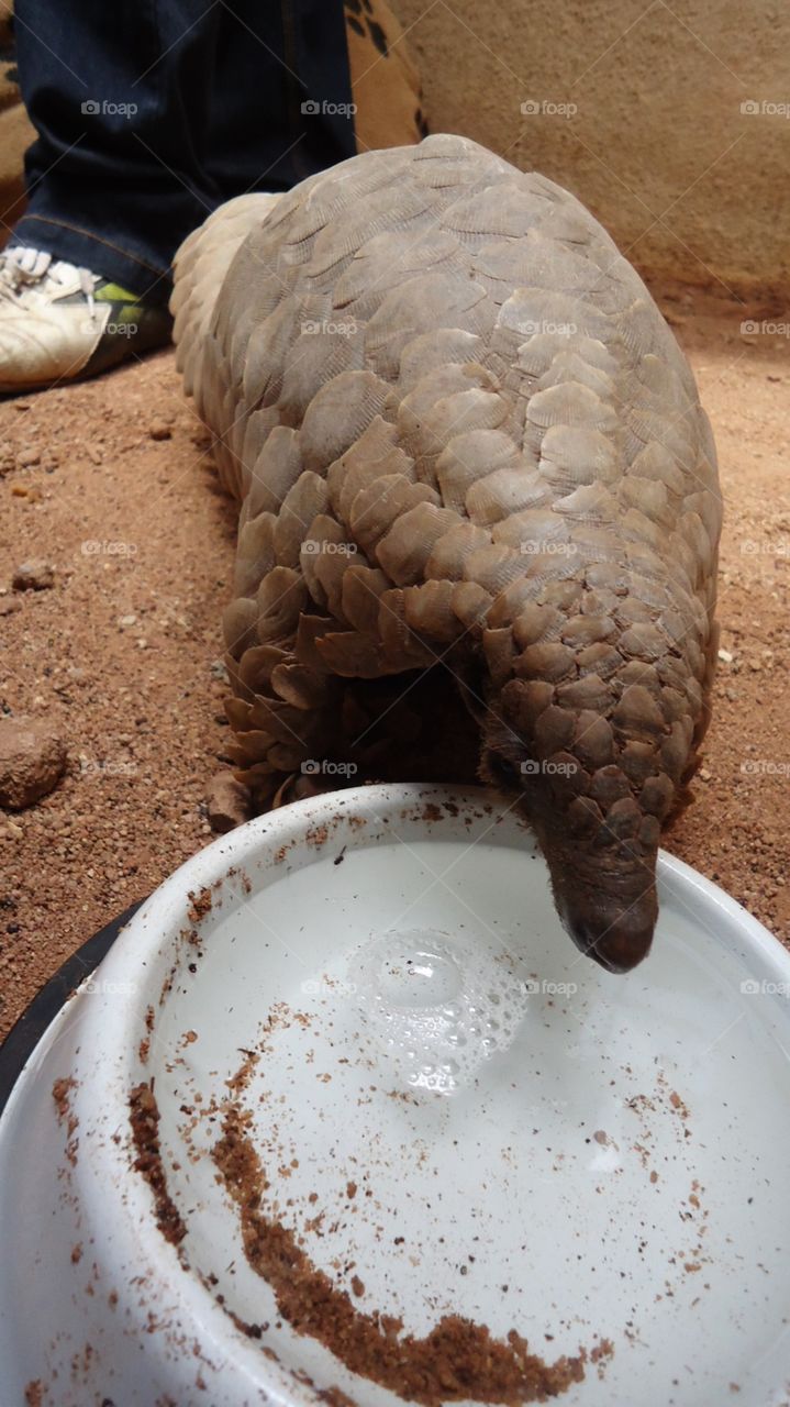 Pangolin drinking water