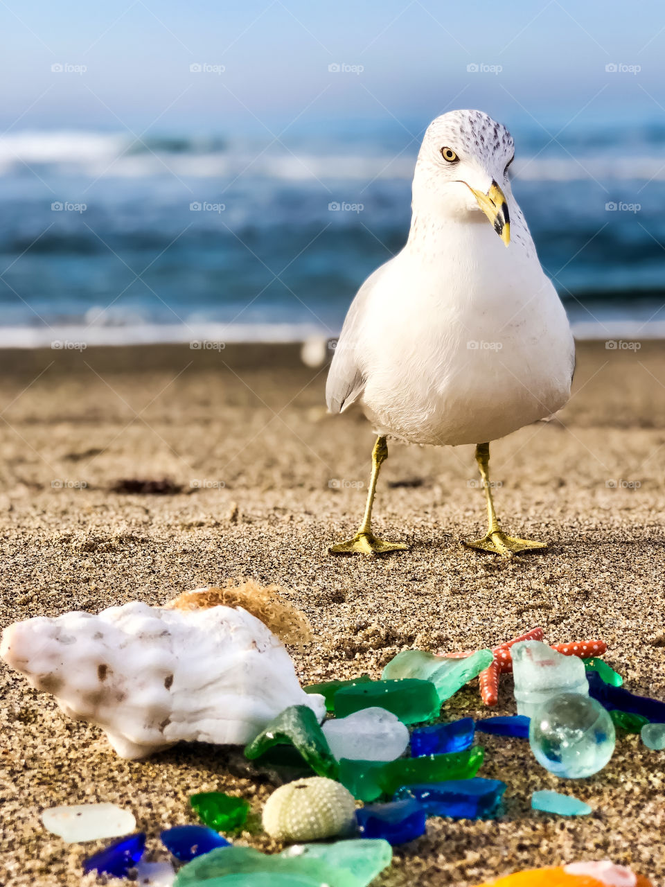 Foap Mission Flora And Fauna! Remarkable Macro Close Shot Seagull On The Beach With Brightly Colored Sea; Beach Glass And Shells With Waves In Background!