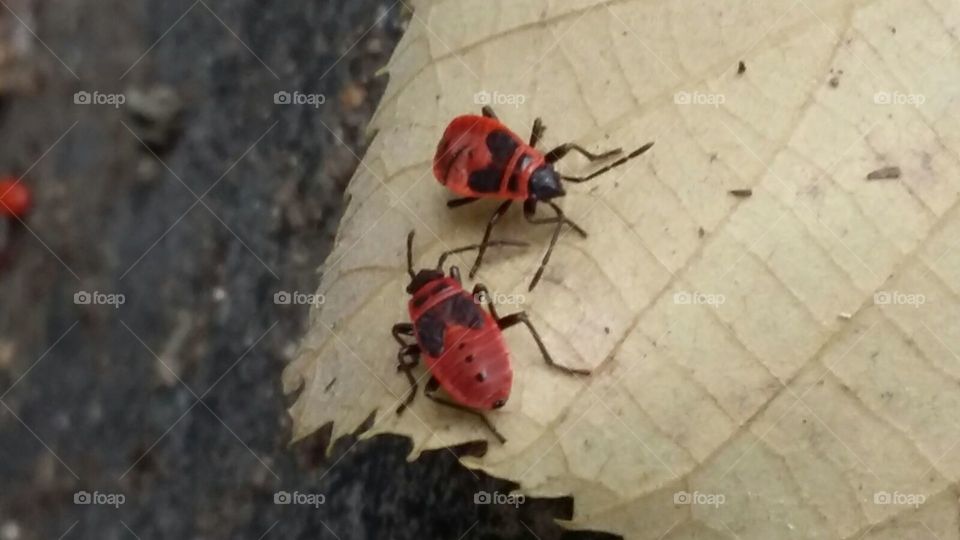 #red#insect