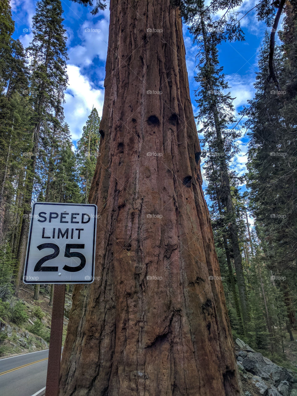 California, sequoia national Park
