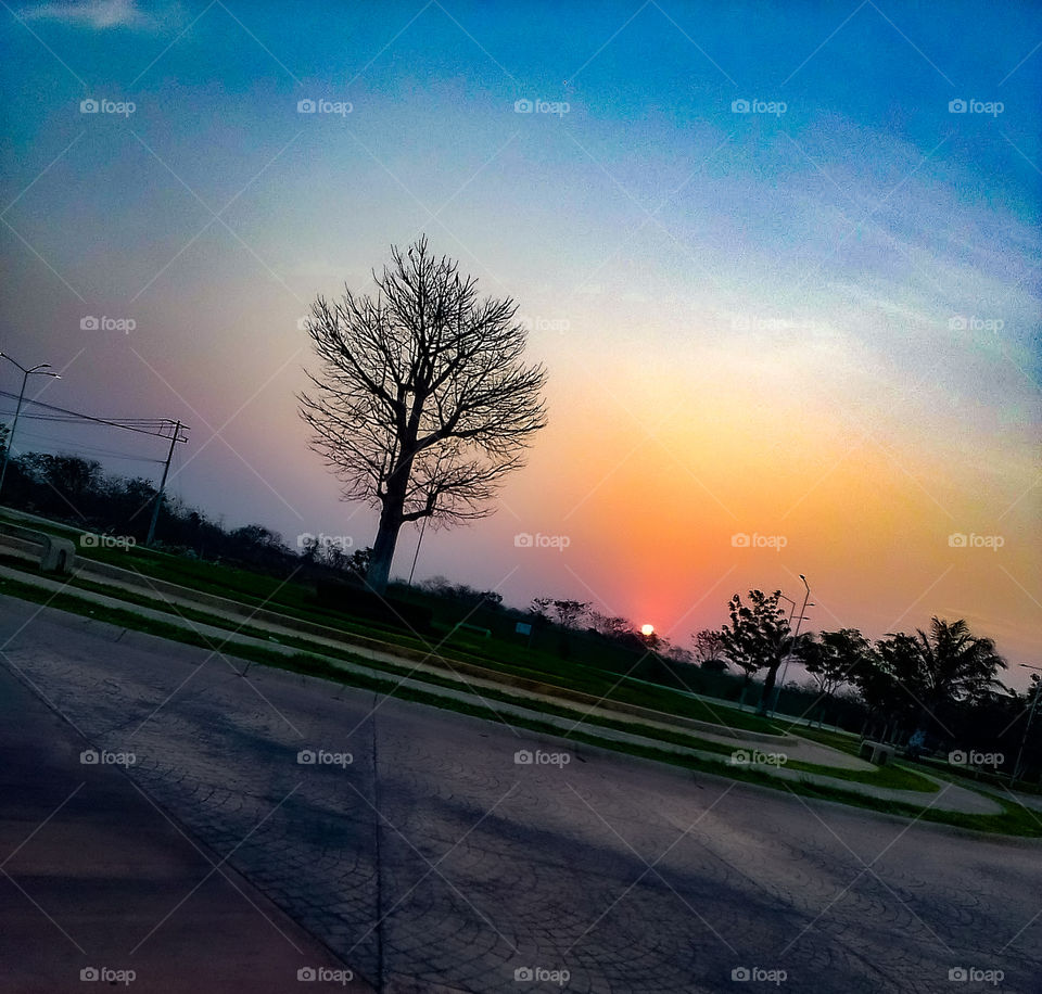 a tree without leaves in the park at sunset