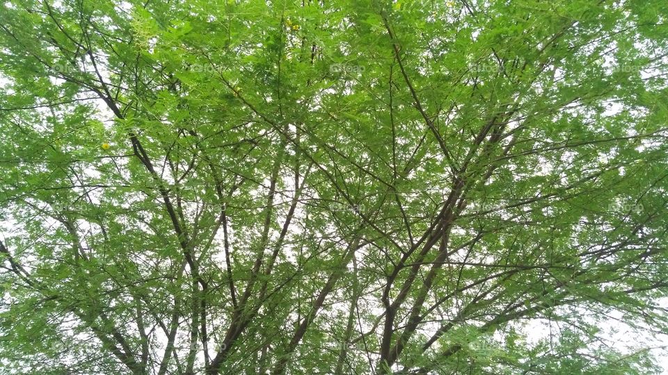a beautiful ocacia tree in the yard.