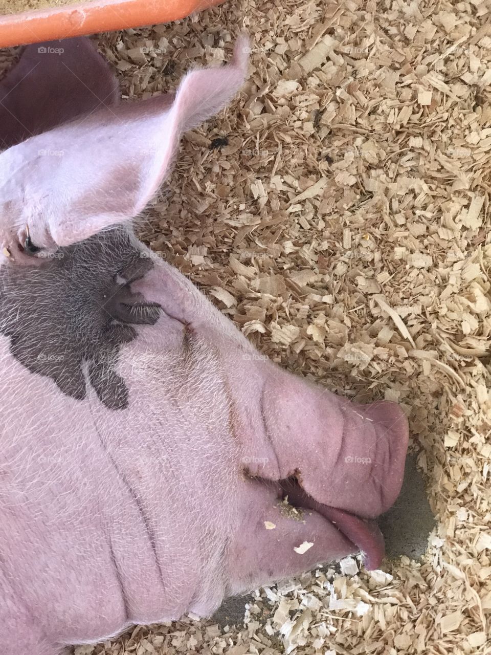 Sleepy pig at the fair