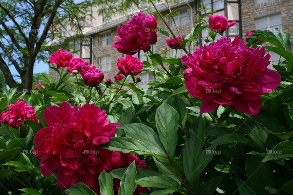 Peonies 