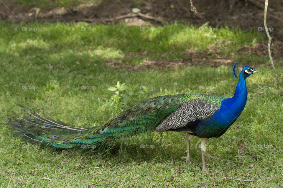 Beautiful peacock.