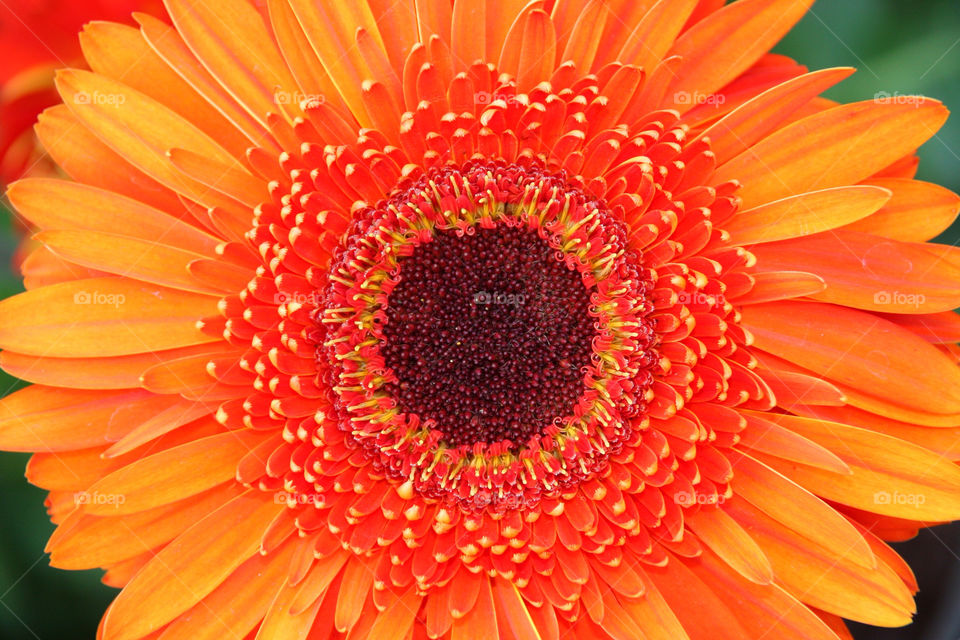 stigma nature flower orange by kshapley