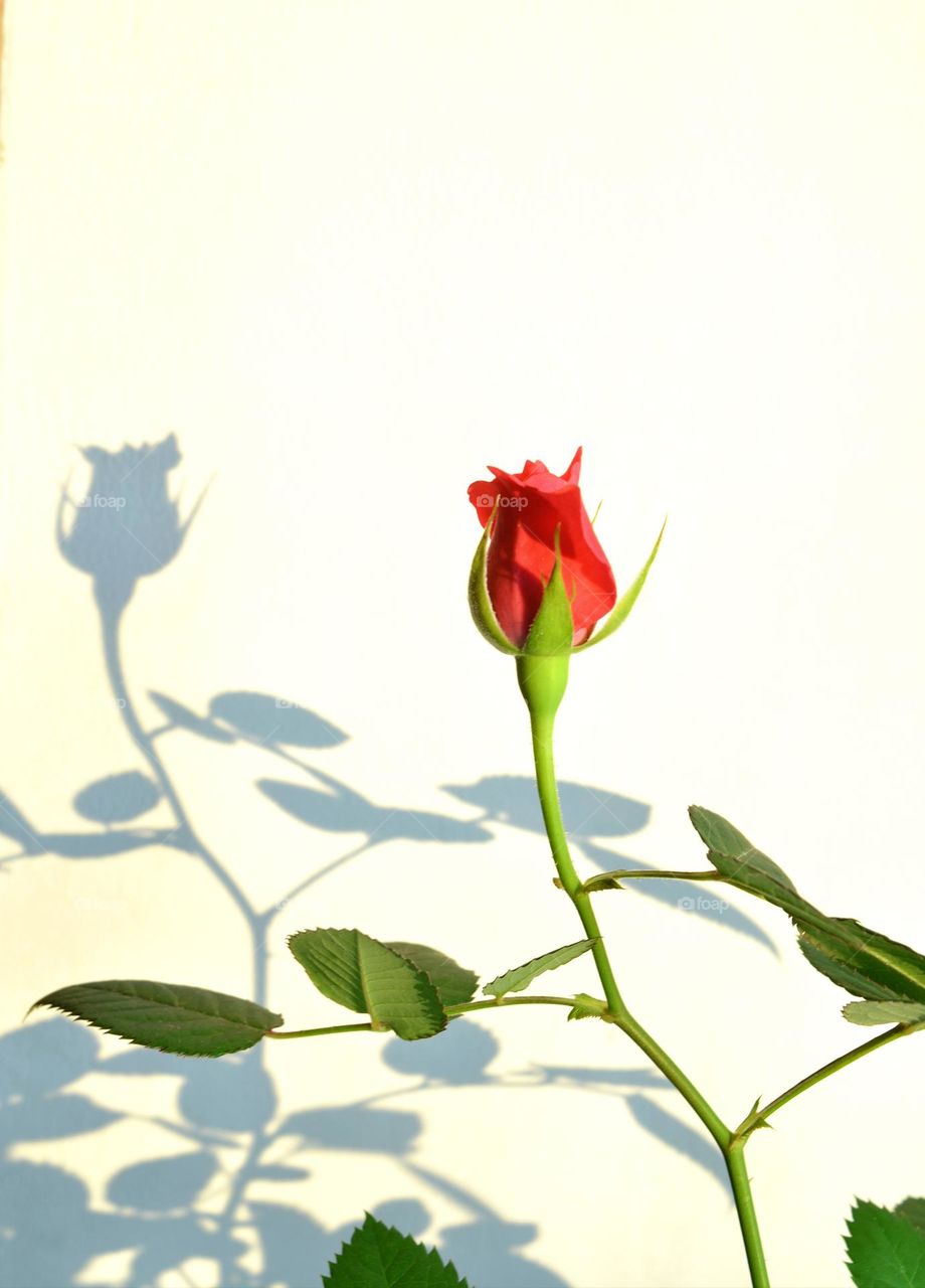 bud rose flower in sunlight and shadows