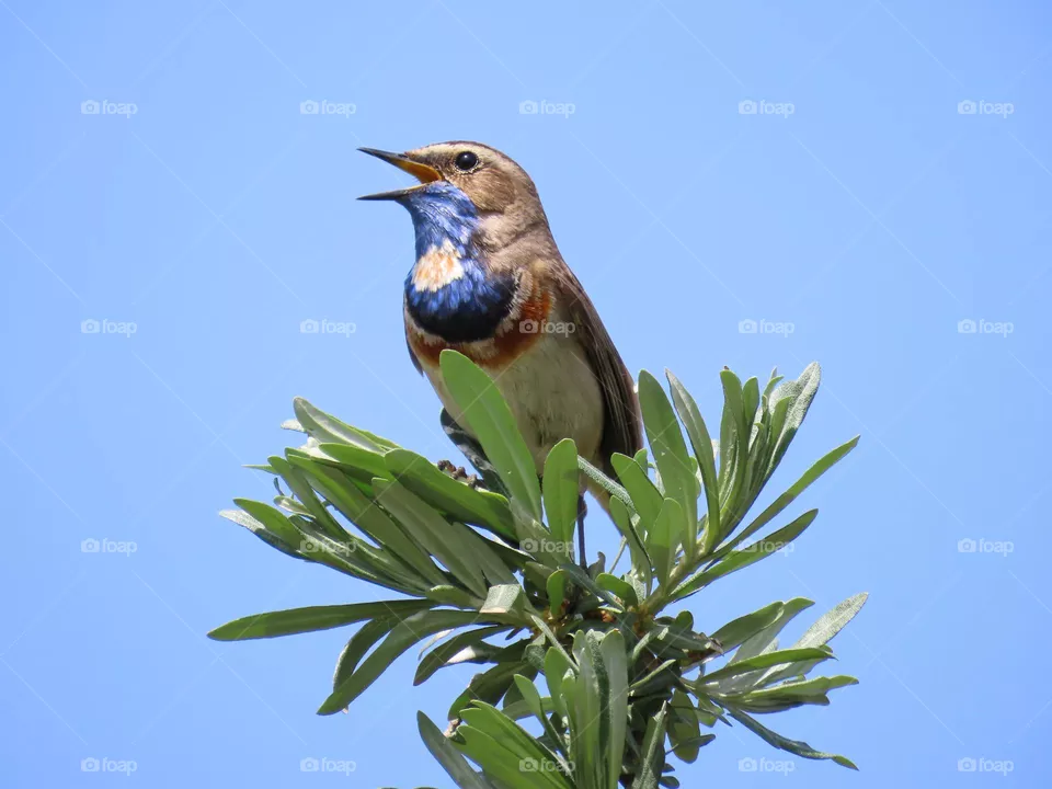 Singing bird