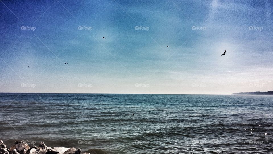 Nature. Seagulls Over Lake