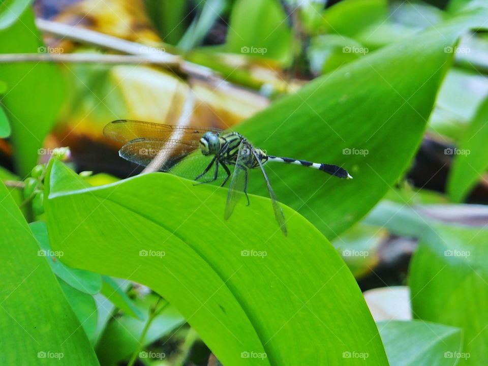 Dragonfly on green leaf