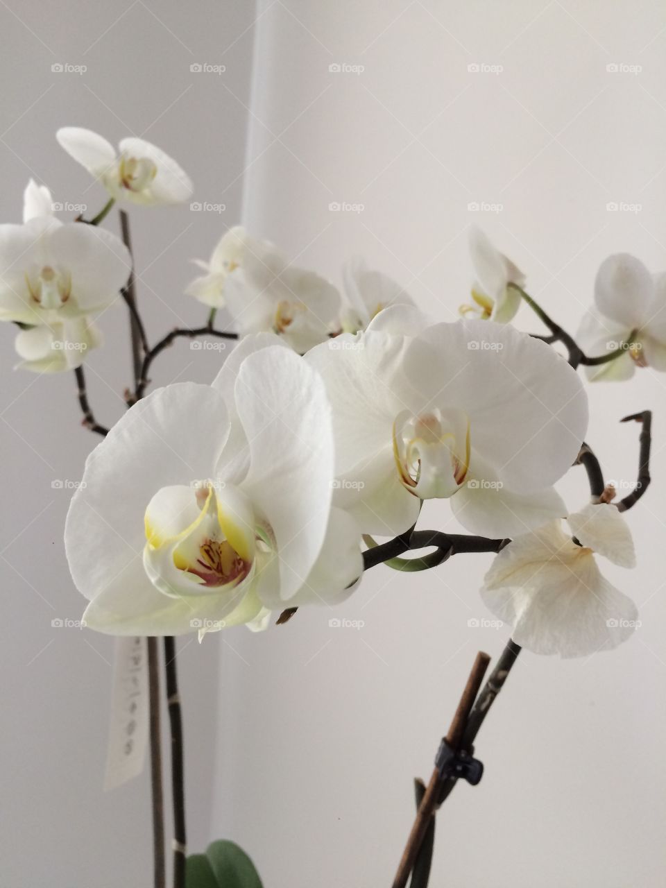 #flower#orkidea