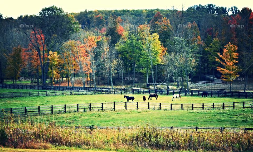 Horse Farm in Autumn